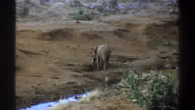 Cape Town South Africa-1969: Elephant Grazing On The Small Riverbank On A Hill