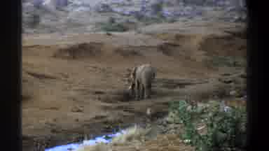 Cape Town South Africa (1969): Elephant Peacefully Standing Alone Near A Very