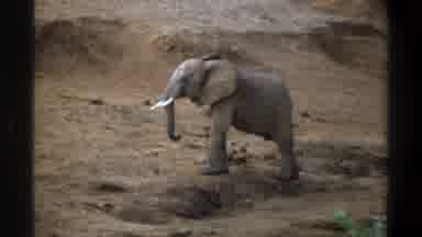 Cape Town South Africa (1969): Elephant Standing In One Place