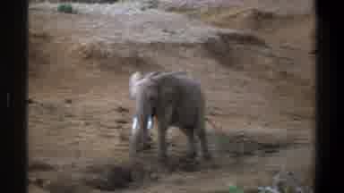 Cape Town South Africa (1969): Cute Elephant Baby Walking Backwards Then To Side