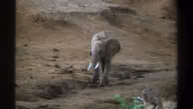 Cape Town South Africa (1969): Lone Elephant With Bright White Tusks Walking And