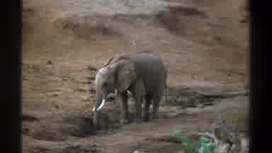 Cape Town South Africa (1969): Elephant Standing Outside Eating Or Drinking In A