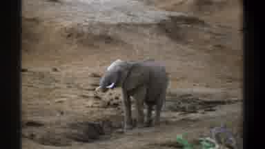 Cape Town South Africa (1969): Alone Elephant Raising His Trunk On A Dirt Hill In