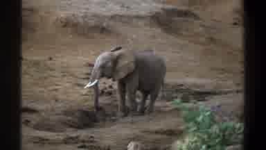 Cape Town South Africa (1969): Elephant Digs In Dirt With Trunk