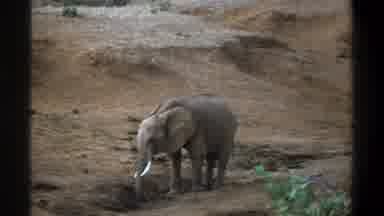 Cape Town South Africa (1969): Blatant Of An Elephant In Its Habitat