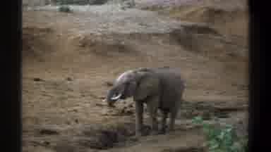 Cape Town South Africa (1969): A Big Elephant Drinking Or Taking Something In The