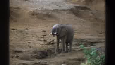 Cape Town South Africa (1969): Elephant Nature House Special Moment