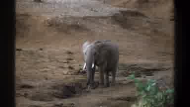 Cape Town South Africa (1969): Elephant Habitat Nature Safety Man