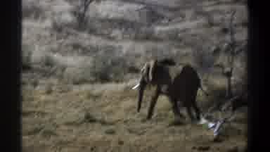 Cape Town South Africa (1969): One Elephant Running
