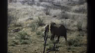 Cape Town South Africa (1969): Elephant Walking In Africa