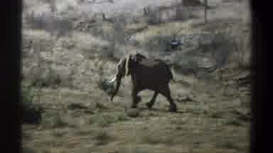 Cape Town South Africa (1969): Lone Elephant Walking Uphill On A Bright Clear