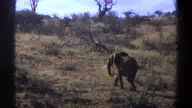 Cape Town South Africa (1969): A Large Herd Of Elephants Standing Peacefully In A