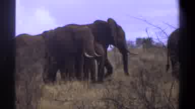 Cape Town South Africa (1969): The Elephants Are Live In Forest
