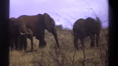 Cape Town South Africa (1969): Five Elephants Family Eating Something Baby Adults