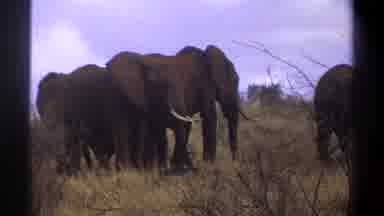 Cape Town South Africa (1969): Elephants Taking A Stroll Within Their Grassy