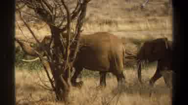Cape Town South Africa (1969): The Elephants Were Roaming In The Forest And Eating