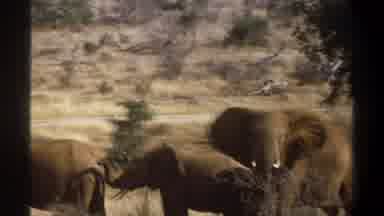 Cape Town South Africa (1969): Row Of Elephants In The Tall Dry Grass With One