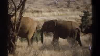 Cape Town South Africa (1969): The Elephants Were Roaming In The Forest And Eating
