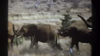 Cape Town South Africa (1969): Four Elephants Walking In Single File In Area With
