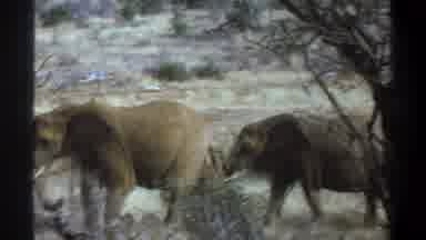 Cape Town South Africa (1969): Four Elephants Walking Single File Together Through