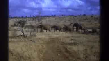 Cape Town South Africa (1969): Elephants Are Walking In The Forest