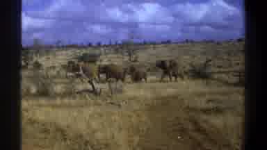 Cape Town South Africa (1969): An Elephant Herd Moves Across Grassland Studded