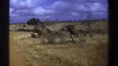Cape Town South Africa (1969): A Horde Of Elephants Walking In The Desert
