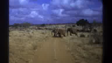 Cape Town South Africa (1969): The Elephants Are Crossing In The Sand Road In
