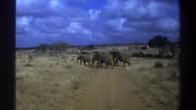 Cape Town South Africa (1969): Elephants In A Herd Crossing A Road