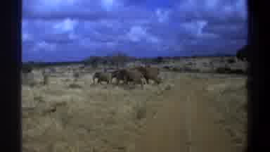 Cape Town South Africa (1969): The Animals Are Walking In The Forest And Finding