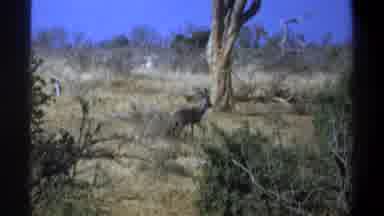 Cape Town South Africa (1969): The Wild Animal Deer Is Walk In Forest In The Video