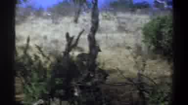 Cape Town South Africa (1969): The Deer Is Walking In The Forest It Running In