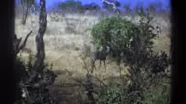 Cape Town South Africa (1969): Wildlife In A Rugged Landscape