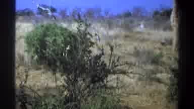 Cape Town South Africa (1969): A Wild Animal In The Middle Of The Bushes Maybe In