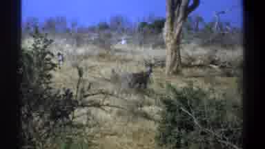Cape Town South Africa (1969): Gazelle Is Roaming The Desert Looking For Food And