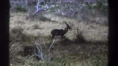 Cape Town South Africa (1969): Vintage Clip Of An Antelope In The Wild