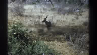 Cape Town South Africa (1969): Single Antelope Standing Under Large Shade Tree On