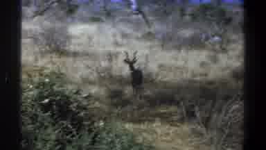 Cape Town South Africa (1969): Gazelle Standing Under Shade Tree Walking Into Sun