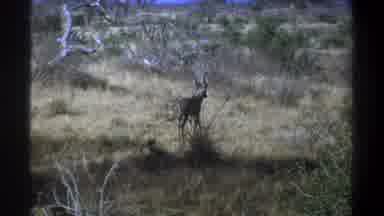 Cape Town South Africa (1969): A Deer Is Roaming In The Forest And Lion Is