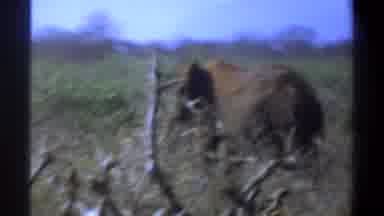 Cape Town South Africa (1969): An Elephant With A Dirt Stained Head And Long Tusks