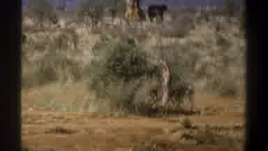 Cape Town South Africa (1969): Old Grainy Vhs Film Of Wild Animal In The Savannah
