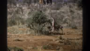 Cape Town South Africa (1969): A Photographer Taking Photos Of Some Deers Roaming