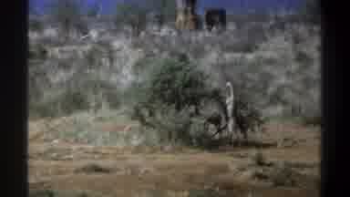 Cape Town South Africa (1969): Animal Eating From Tree With Red Dirt And Bushes In