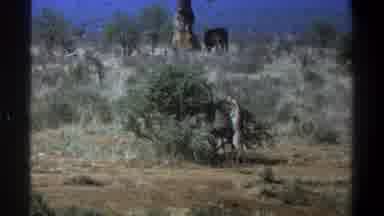 Cape Town South Africa (1969): Nature Forest With Elephant Besides A Tree And