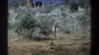 Cape Town South Africa (1969): A Tall White Man Standing In A Plant Filled Area