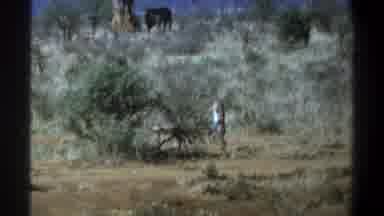 Cape Town South Africa (1969): Lion Cub Tree Grass Sky Environment