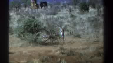 Cape Town South Africa (1969): An Animal Standing Near A Shrub In The Plains