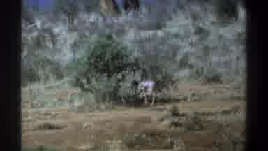 Cape Town South Africa (1969): Peacock Roaming Outdoors Freely In The Wild By