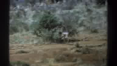 Cape Town South Africa (1969): Cows Bushes Hill Steep Fall Calf Walking Away Dazed