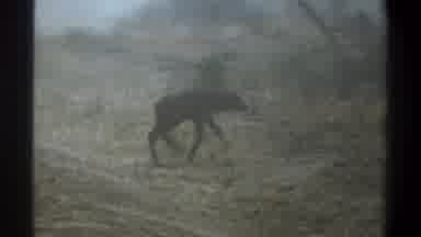 Cape Town South Africa (1969): Baby Cow Struggling To Walk In The Grass Newborn